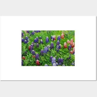 Field of Multicolored Bluebonnets Posters and Art